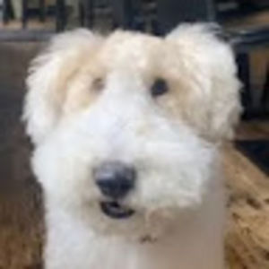 Meet your Posher, Finn